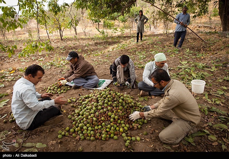 تصاویر خبری